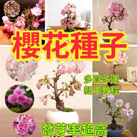 種櫻花盆栽|【櫻花種植盆栽】櫻花種植盆栽秘笈！桃園農場公開栽。